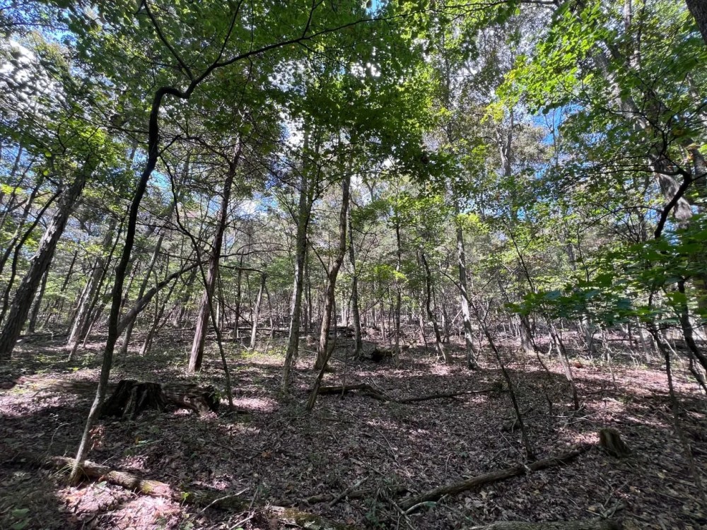 Small Hunting Tract featured image