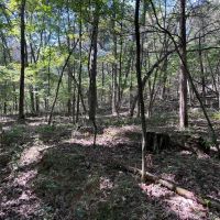 Small Hunting Tract images 3