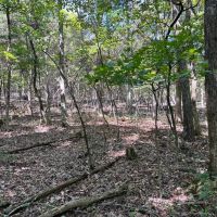 Small Hunting Tract images 4