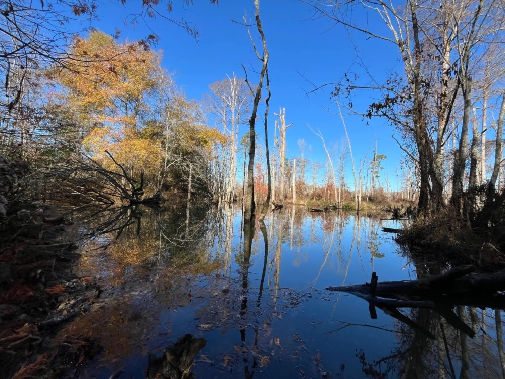 147.16 Acres in Jackson Parish LA featured image
