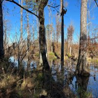 147.16 Acres in Jackson Parish LA images 3