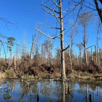 147.16 Acres in Jackson Parish LA images 4
