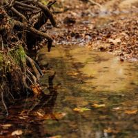 84.5 Acres in Yazoo County MS images 2
