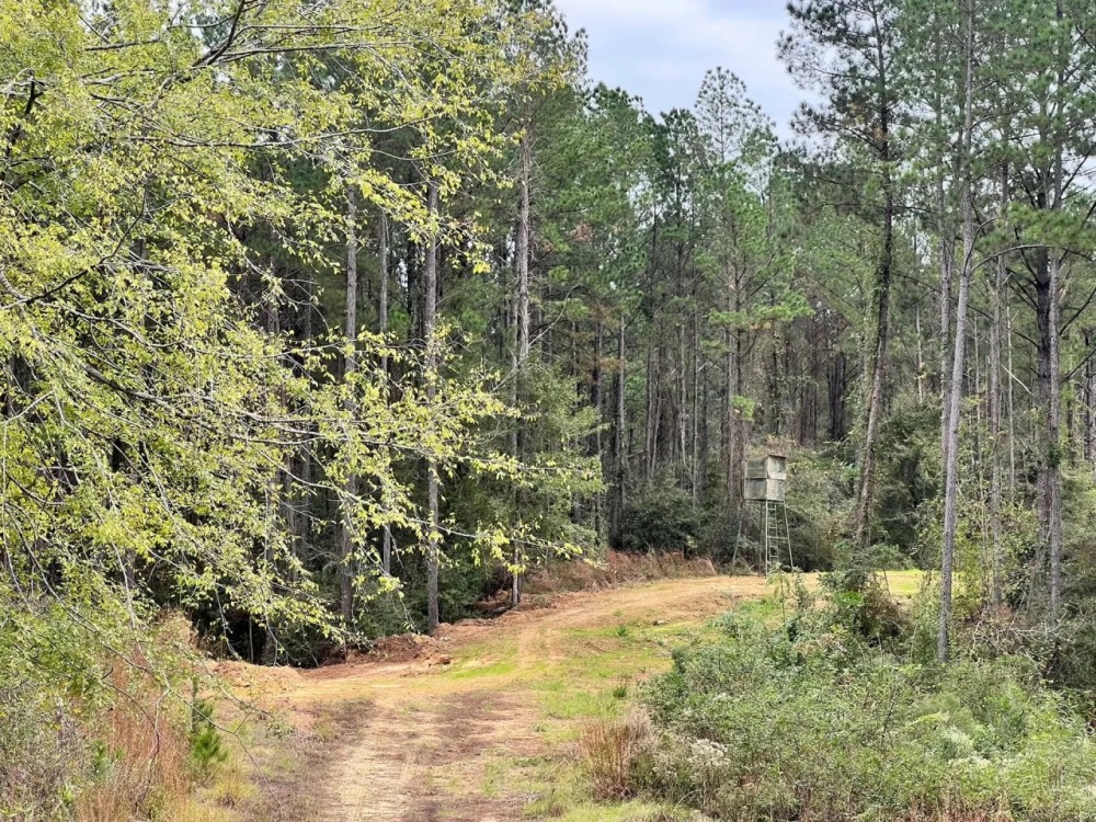 100 Acres in Amite County MS featured image
