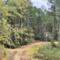 100 Acres in Amite County MS