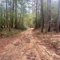 100 Acres in Amite County MS images 3