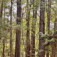 100 Acres in Amite County MS images 5