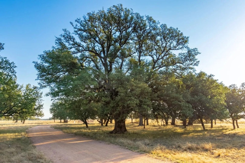 JD Ranch featured image