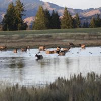 Anderson Ranch