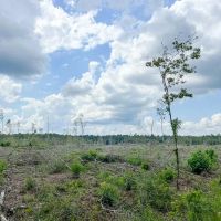 128 Acres Old Honey Island Road images 4