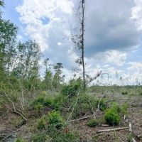 128 Acres Old Honey Island Road images 5
