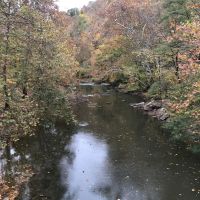 Private forest and creek with active herds