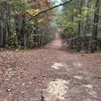 - 91 Acres Vernon Alabama images 3