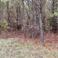 - 91 Acres Vernon Alabama images 4