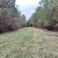 - 91 Acres Vernon Alabama images 5