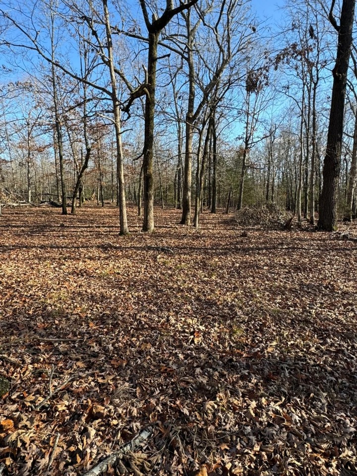40 - Acres Prime Hunting Property Mature Timber Randolph County Arkansas featured image