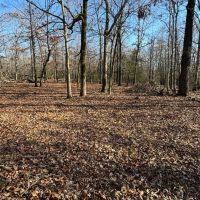 40 - Acres Prime Hunting Property Mature Timber Randolph County Arkansas