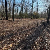 40 - Acres Prime Hunting Property Mature Timber Randolph County Arkansas images 2
