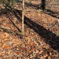 40 - Acres Prime Hunting Property Mature Timber Randolph County Arkansas images 4