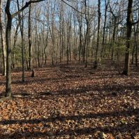 40 - Acres Prime Hunting Property Mature Timber Randolph County Arkansas images 5