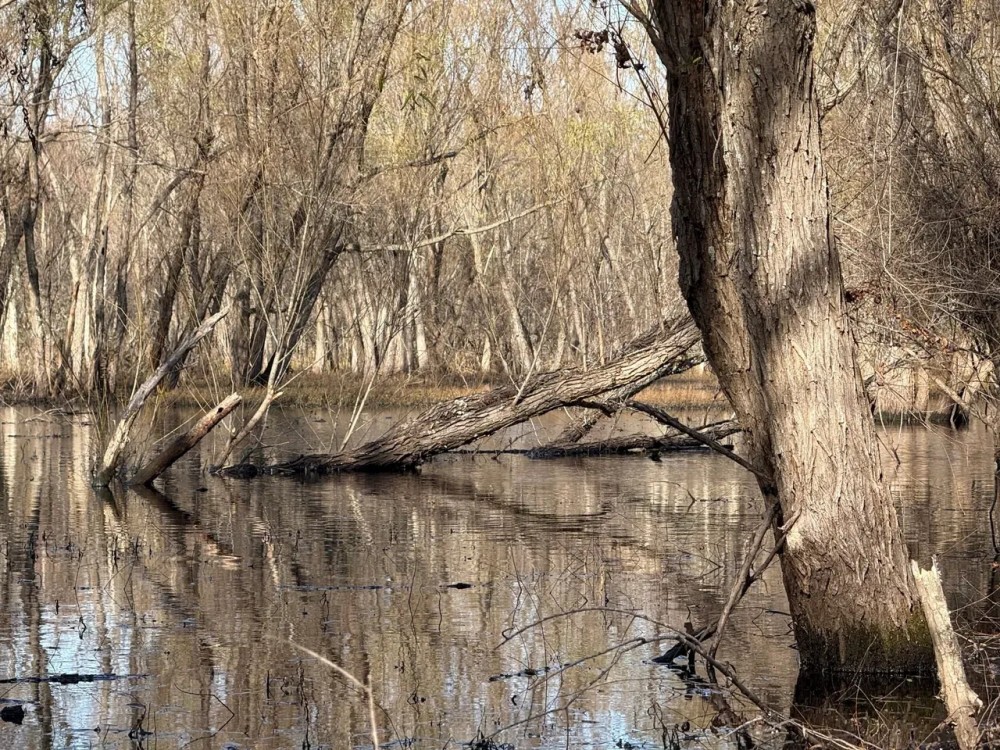 Quitman County MS - Bland Road 91 Acres featured image