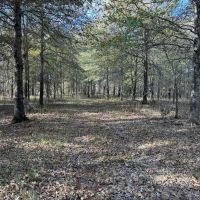 Quitman County MS - Bland Road 91 Acres images 4