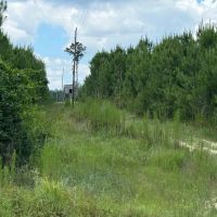 LA - Ouachita 40 acres - images 2