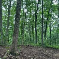 Lot 340 Deep Branch
