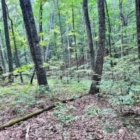 Lot 340 Deep Branch images 5
