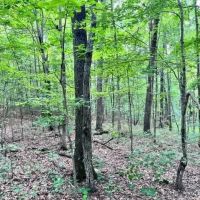 Lot 340 Deep Branch images 4