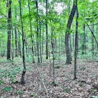 Lot 340 Deep Branch images 3