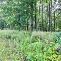 Lot 340 Deep Branch images 2