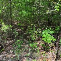 Lot 408 East Obey Lane