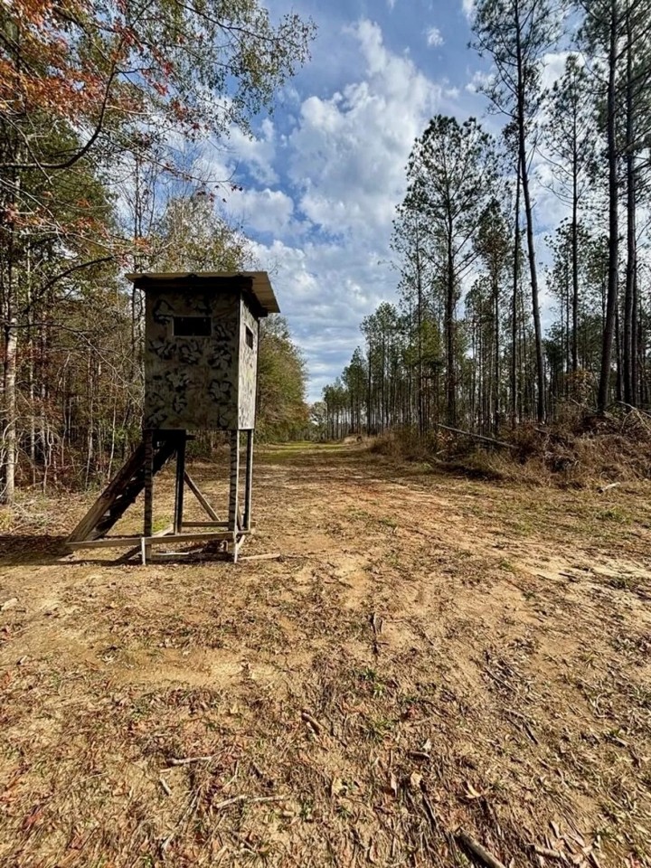Hunting and Timberland for Sale in Amite County MS featured image