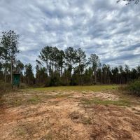 Hunting and Timberland for Sale in Amite County MS images 2