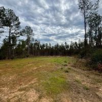 Hunting and Timberland for Sale in Amite County MS images 3