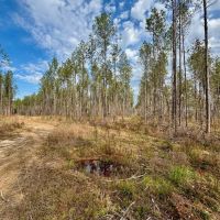Hunting and Timberland for Sale in Amite County MS images 5