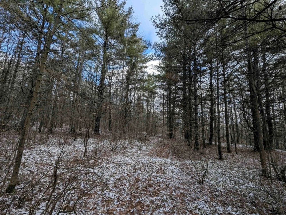 30 Wooded Acres of Hunting Land near State Forest in Cameron NY Angel Rd featured image