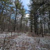 30 Wooded Acres of Hunting Land near State Forest in Cameron NY Angel Rd