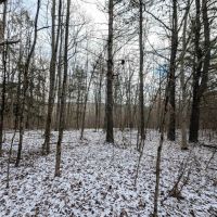 30 Wooded Acres of Hunting Land near State Forest in Cameron NY Angel Rd images 2