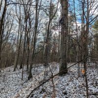 30 Wooded Acres of Hunting Land near State Forest in Cameron NY Angel Rd images 3