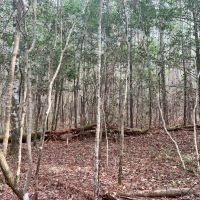Two 16 Acre Tracts in Wayne County MS images 5