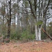 Campbell Rd 20 Ac images 3
