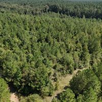 LA - Ouachita 53 acres - images 3