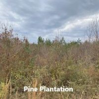 Pleasant Ridge Road LaSalle Parish images 2