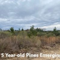 Pleasant Ridge Road LaSalle Parish images 4