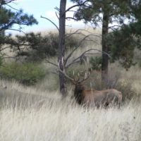 Yellowstone Wildlife Refuge images 2