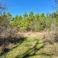 4.6 acres Archie Boyd Road images 3