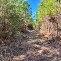 4.6 acres Archie Boyd Road images 4
