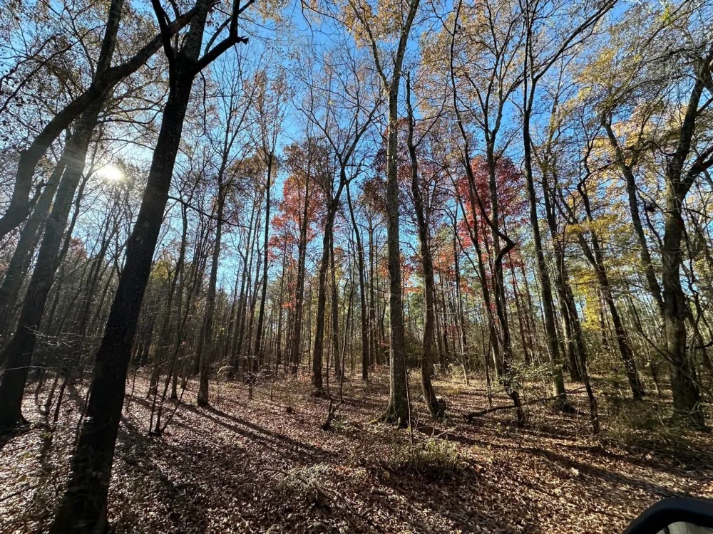 Hatton Timber and Rec Tract featured image